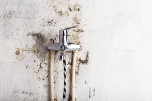 Best Black Mold Removal  in Willow Street, PA