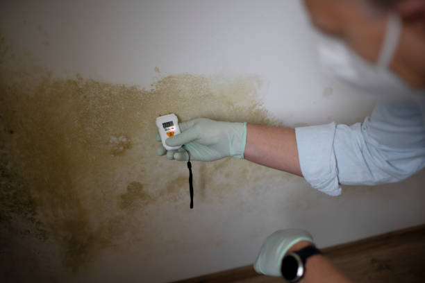 Mold Removal Process in Willow Street, PA
