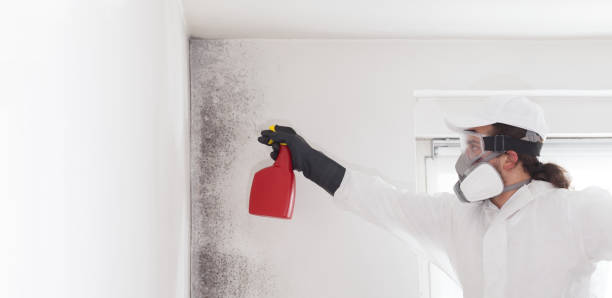 Best Local Mold Removal Service  in Willow Street, PA